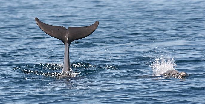 Kizimbasi Dolphin Tour