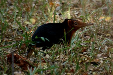 ruesselmaus_Petrodromus_tetradactyla_zanzibaricus