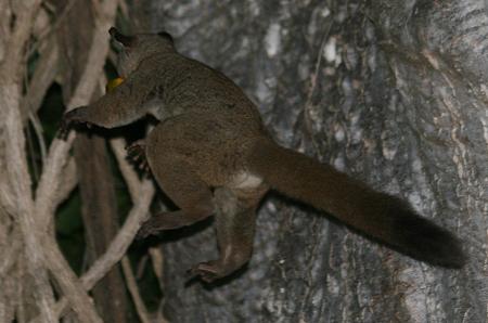 Bushbaby, Fumba Beach Lodge - Baobab Suite