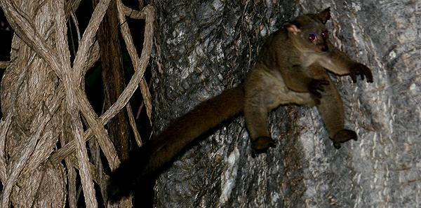 Bushbaby, Fumba Beach Lodge - Baobab Suite