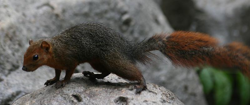 Rotes Buschhörnchen, Zanzibar