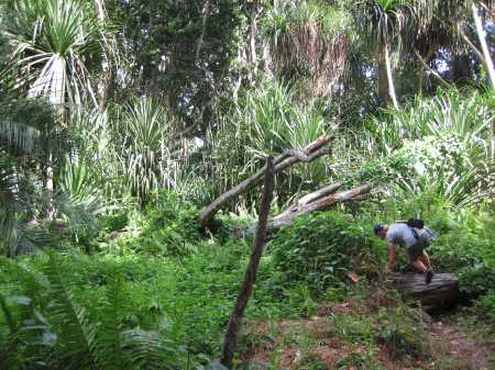 Jozani Chwaka Bay National Park