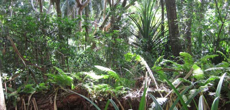 Jozani Chwaka Bay National Park