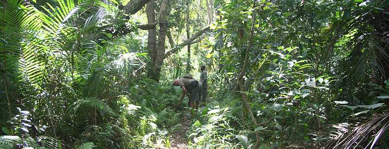 Jozani Chwaka Bay National Park