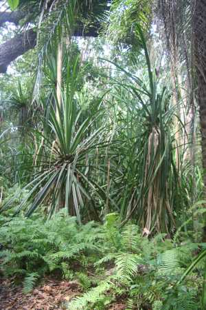 Jozani Chwaka Bay National Park