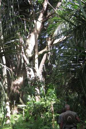 Jozani Chwaka Bay National Park