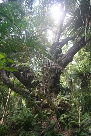 Jozani Chwaka Bay National Park