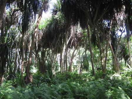 Jozani Chwaka Bay National Park