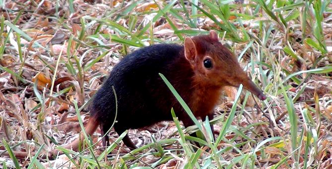 Ruesselmaus, Petrodromus tetradactyla zanzibaricus