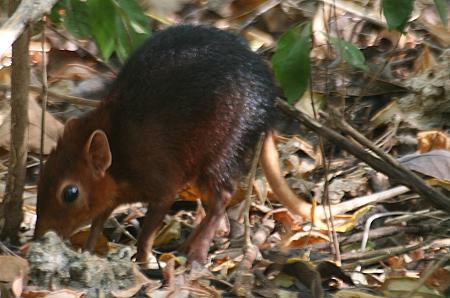 ruesselmaus_Petrodromus_tetradactyla_zanzibaricus