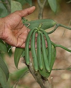 spicetour, Zanzibar