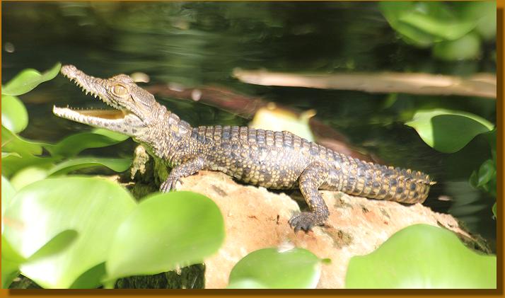 Baby Nilkrokodil im Boko Boko
