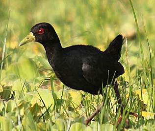 Black Crake (Amaurornis flavirostra) 
