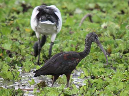Glossy Ibis (Plegadis falcinellus) am Lake Manze