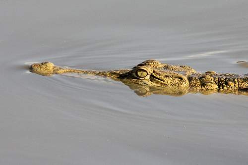 Nilkrokodil