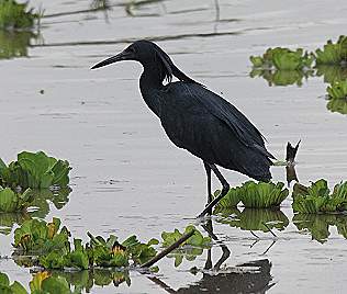 Glockenreiher, Black Heron, Egretta ardesiaca