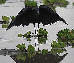 Glockenreiher, Black Heron, Egretta ardesiaca