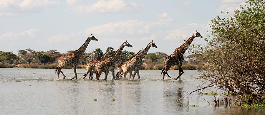 Giraffen durchqueren den Kanal am Lake Manze