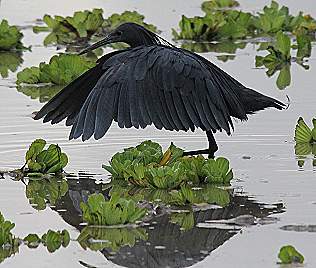 Glockenreiher, Black Heron, Egretta ardesiaca