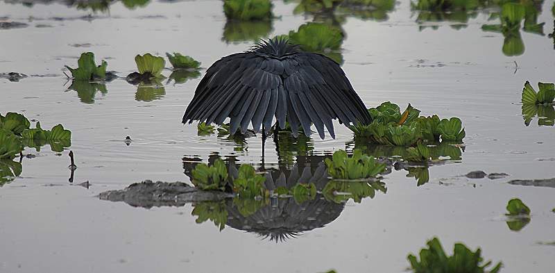 Glockenreiher, Black Heron, Egretta ardesiaca