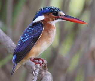 Malachite Kingfisher (Alcedo cristata)
