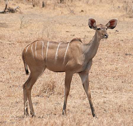 Großer Kudu, Greater Kudu (Tragelaphus strepsiceros)
