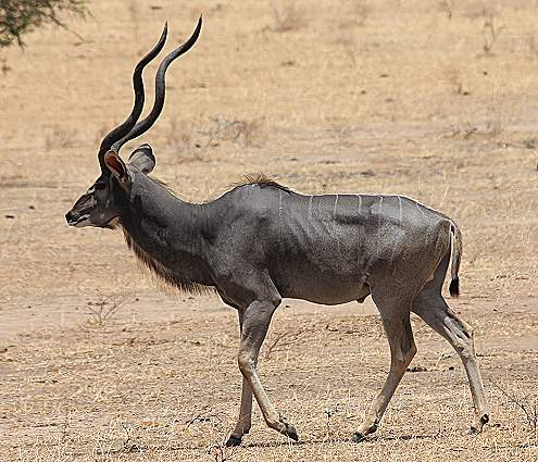 Großer Kudu, Greater Kudu (Tragelaphus strepsiceros)