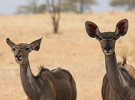 Großer Kudu, Greater Kudu (Tragelaphus strepsiceros)