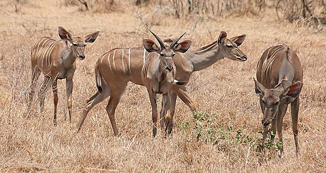 Großer Kudu, Greater Kudu (Tragelaphus strepsiceros)