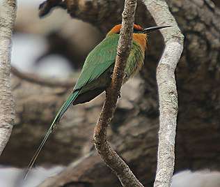  Böhm's Bee-eater (Merops boehmi)
