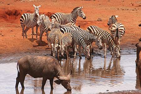 Ngutuni Game Lodge