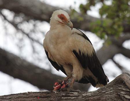 Palmgeier (Gypohierax angolensis)