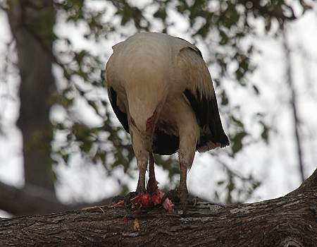 Palmgeier (Gypohierax angolensis)