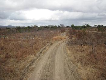 Selous Game Drive, Wild Ddog Safari