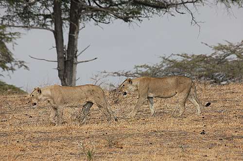 Game Drive im Selous