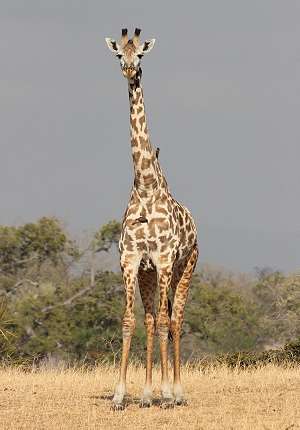 Massai-Giraffe (Giraffa camelopardalis tippelskirchi)