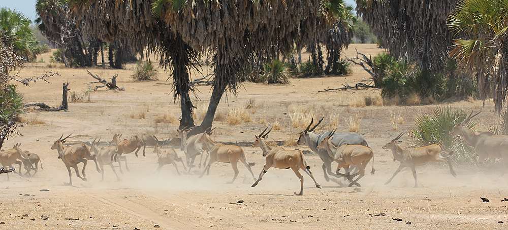 Elenantilopen (Taurotragus oryx)