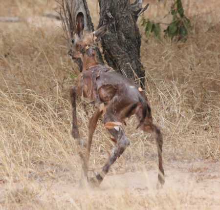 Impala Geburt