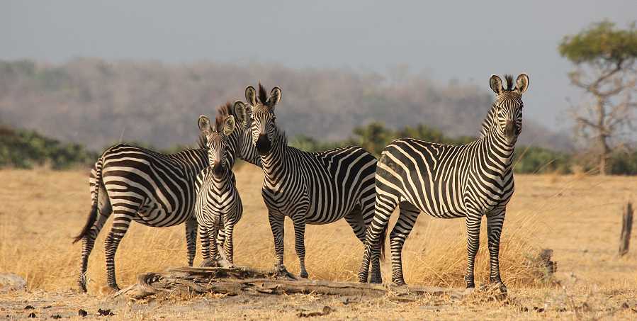 Steppenzebras im Selous