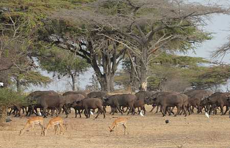 Game Drive im Selous