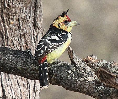 Hauben-Bartvogel, Crested Barbet (Trachyphonus vaillantii)