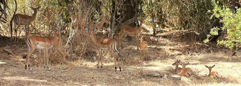 Impala (Aepyceros melampus)