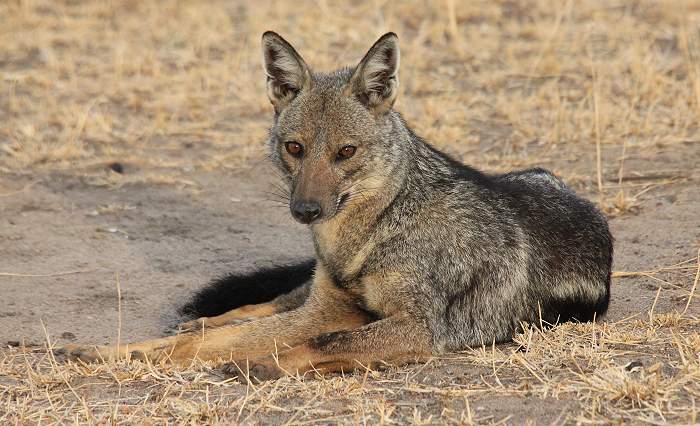 Streifenschakal (Canis adustus)