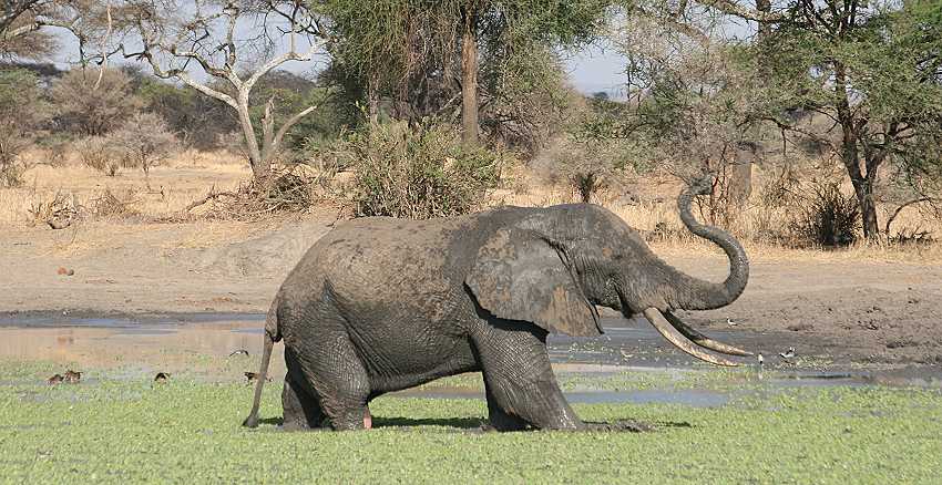 im Tarangire National Park