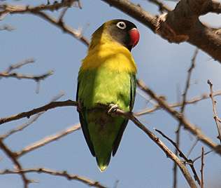 Schwarzköpfchen, Agapornis personatus, Yellow-Collared Lovebirds