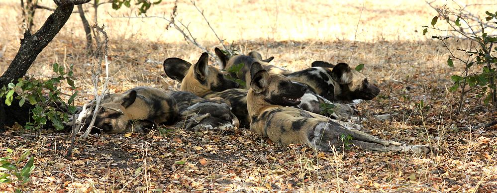 African Wild Dogs (Lycaon pictus)