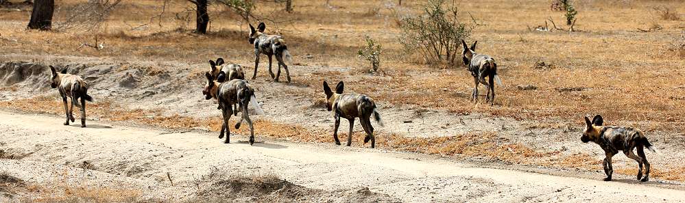 African Wild Dogs (Lycaon pictus)