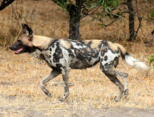 African Wild Dogs (Lycaon pictus)