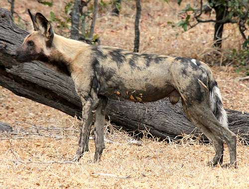 African Wild Dogs (Lycaon pictus)