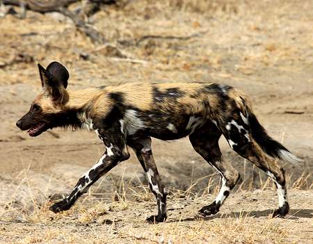 African Wild Dogs (Lycaon pictus)